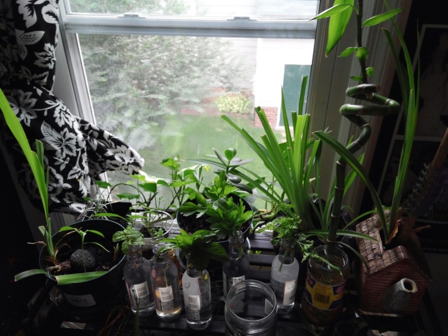 Michelle’s window plants