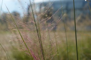 Pink Muhlygrass (Muhlenbergia capillaris)