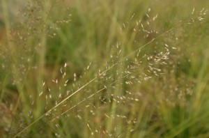Prairie Dropseed (Sporobolus herterolepis) 