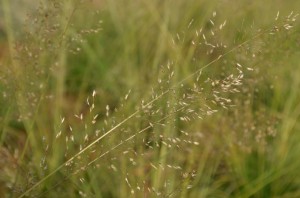 Prairie Dropseed