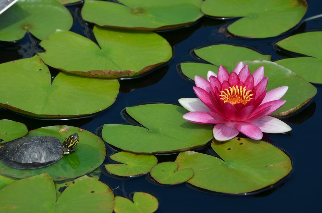 Turtle water lily best