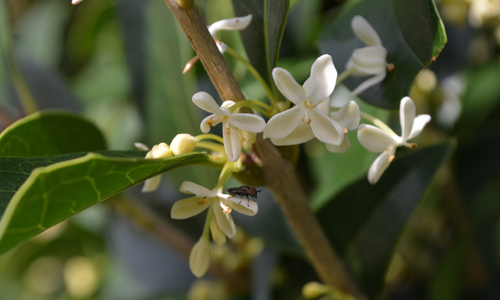 Osmanthus Surprise - Lewis Ginter Botanical Garden