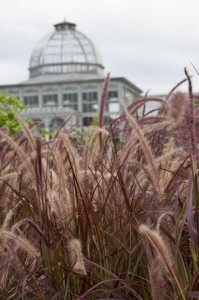 non-hardy purple fountain grass