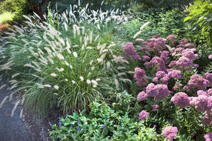 Flowering perennials provide a nice complement to ornamental grasses, including this hardy dwarf fountain grass.  Photo by  Don Williamson