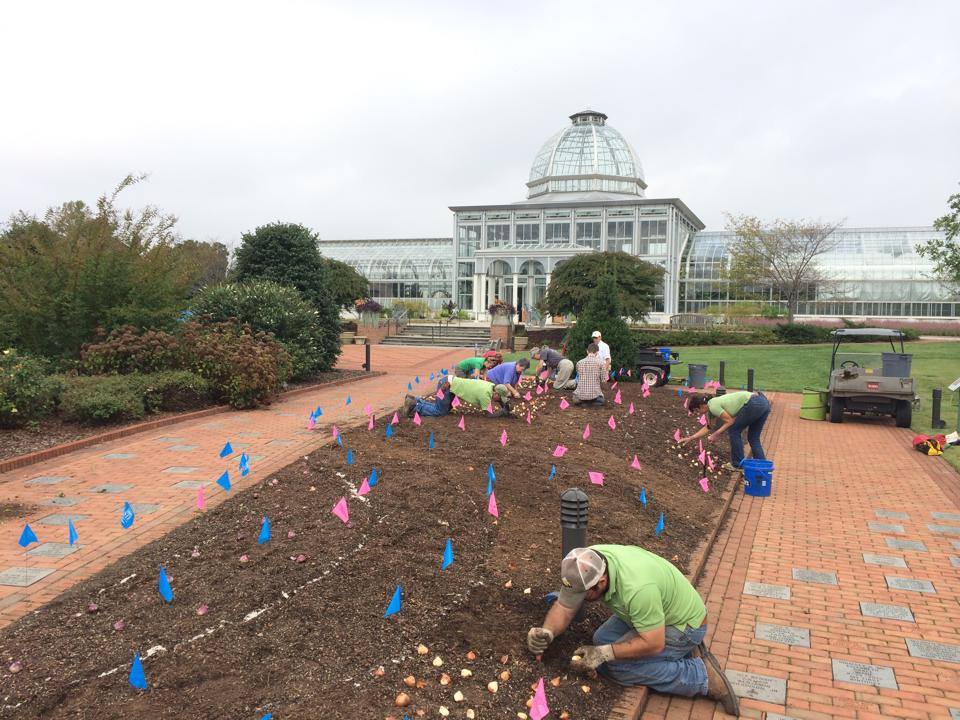 Planting tulip bulbs in the central garden 