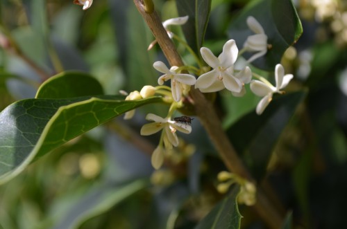 osmanthus