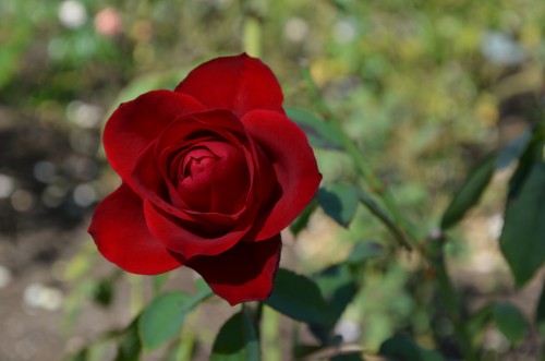 Hybrid Tea Rose Rosa 'Olympiad' McGredy Rosacae