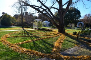 ginkgo tree ephemeral art photo by jonah holland