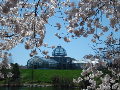 Cherry Trees and the Conservatory