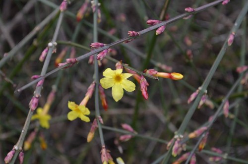 Winter Jasmine blooms and buds 