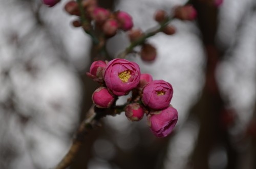 Prunus Mume Blooms