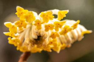 Edgeworthia chrysantha blooming in yellow and gray