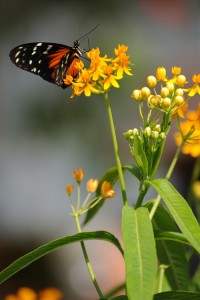 Butterfly on milkweed, photo by Don Williamson