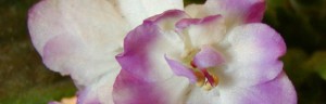 Light purple and white African Violet