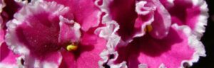 Pink and white African Violet
