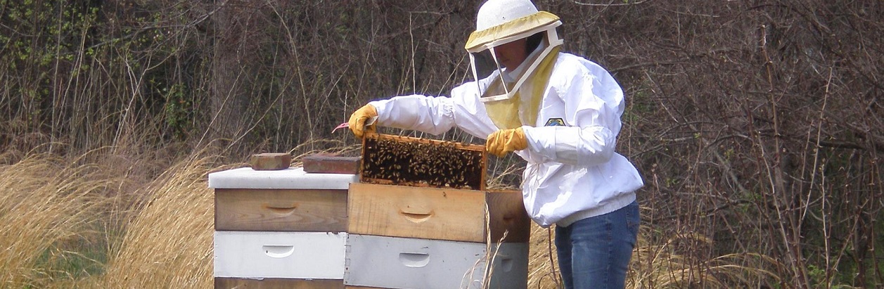 Beekeeping Class