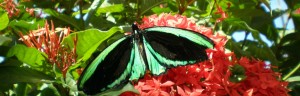 Green bird wing butterfly