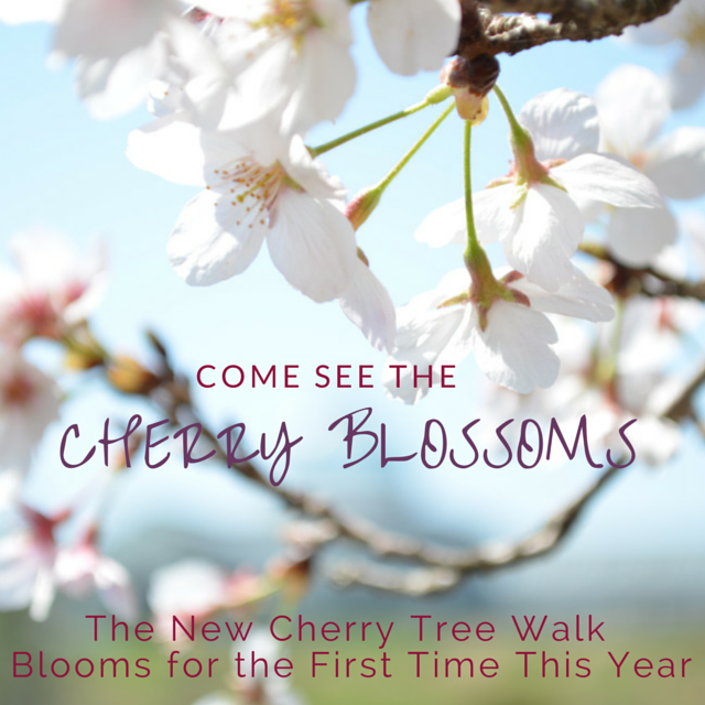 Cherry Blossoms Make Debut On New Cherry Tree Walk Lewis Ginter