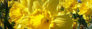 Daffodil at Entrance