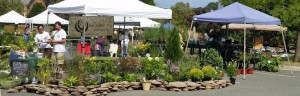Fall Plant Sale tents
