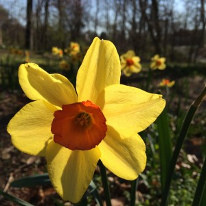 Daffodils, just one of A Million Blooms