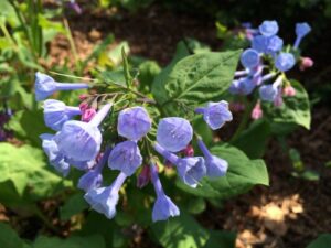 Virginia bluebells; Mertensia virginica