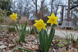 Narcissus 'Rijnveld's Early Sensation'