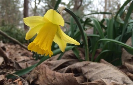 Narcissus 'Rijnveld's Early Sensation' blooming in Flagler Garden.