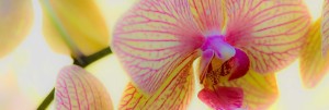 Allen Rokach Orchid Photograph