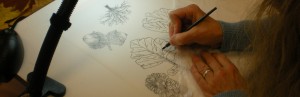 Pen and Ink Botanical Illustration