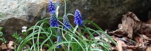 Grape Hyacinths in Flagler