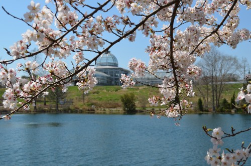Cherry Blossoms and the Conservatory