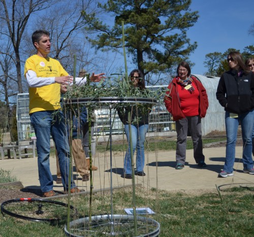 pea trellis made from bike parts 