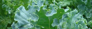 Curly Kale Vegetable Gardening