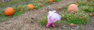 Toddler picking pumpkin from pumpkin patch