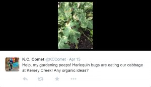 Harlequin bug question and tweet