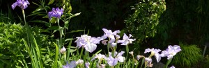 Iris blooms in the Garden