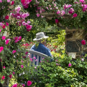 Man in hat sits among the roses