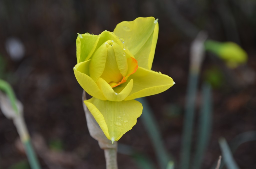 Narcissus 'Tahiti' in bud form