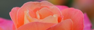 Peach colored rose detail. Photo by Don Williamson
