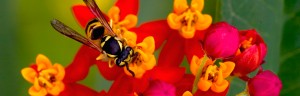 Wasp on flower photo by Lynda Richardson