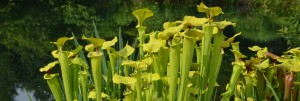 Pitcher Plants Banner June Ginter in the Morning