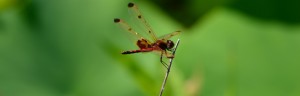 Red Dragonfly in the Garden