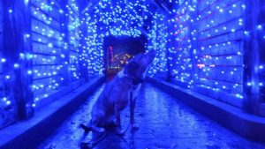 Blue dog and GardenFest lights, photo by Renee Lamoureux at GardenFest for Fidos