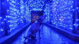 Blue dog and GardenFest lights, photo by Renee Lamoureux at GardenFest for Fidos
