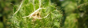Botany - close up seed pod