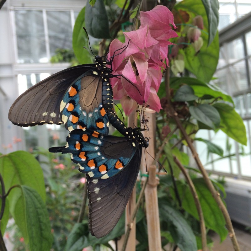 Pipevine swallowtail butterflies mating.  photo by Jonah Holland