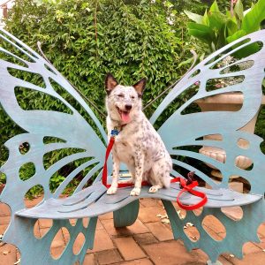 jozy dog at a fidos event. Image by annie goldman