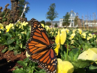 monarch and conservatory, photo by Jonah Holland
