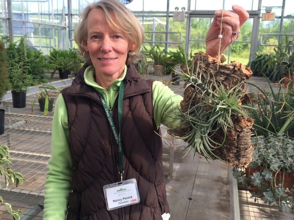 Volunteer Nancy Penick with a Tillandsia planted in cork.